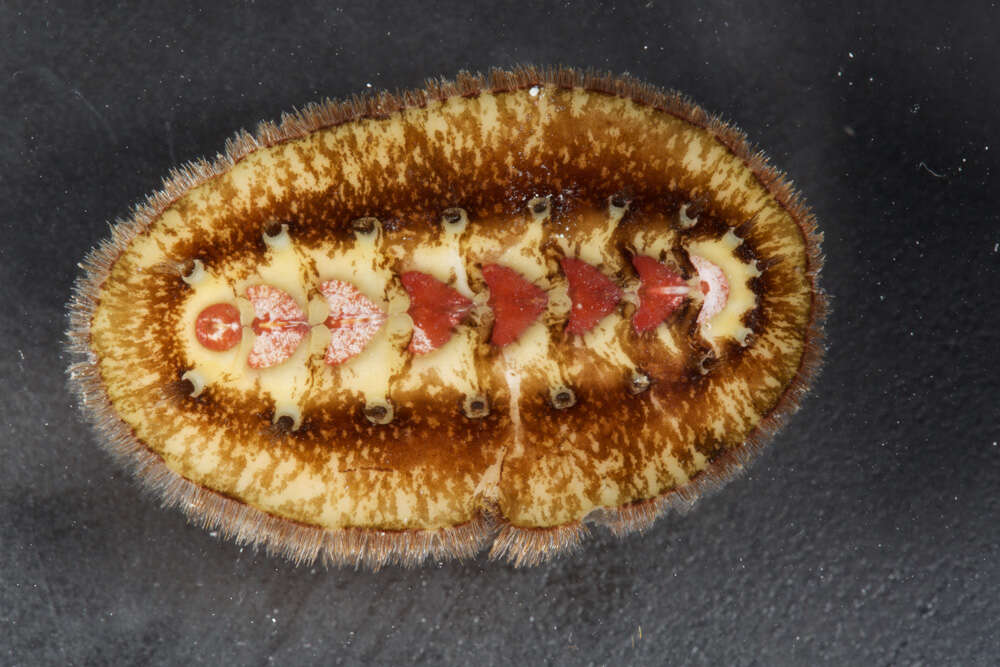 Image of Acanthochitona hemphilli (Pilsbry 1893)