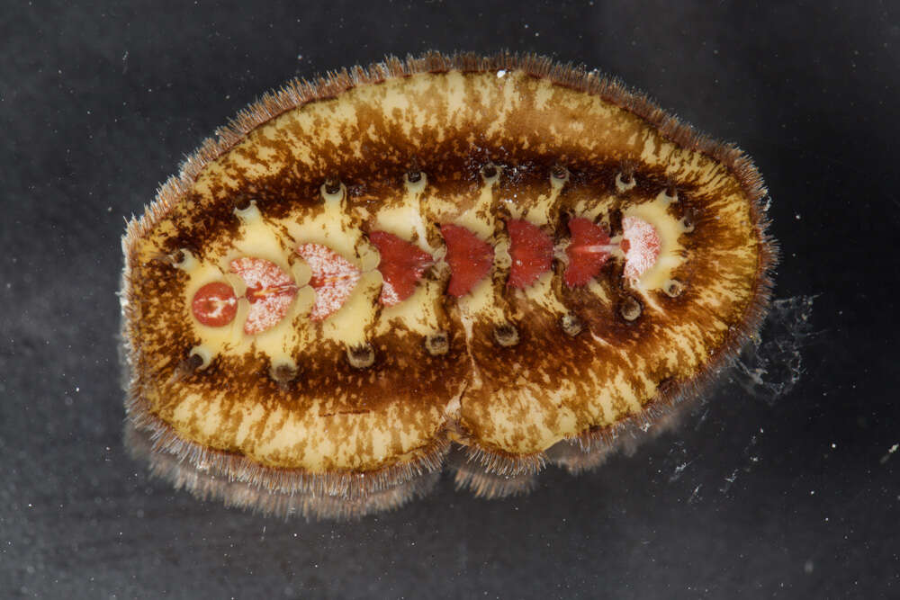 Image of Acanthochitona hemphilli (Pilsbry 1893)