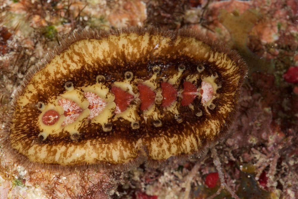 Image de Acanthochitona hemphilli (Pilsbry 1893)