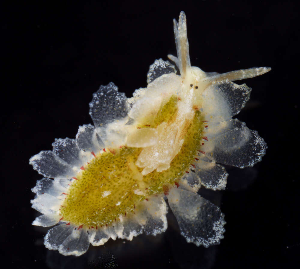 Image of Costasiellidae K. B. Clark 1984