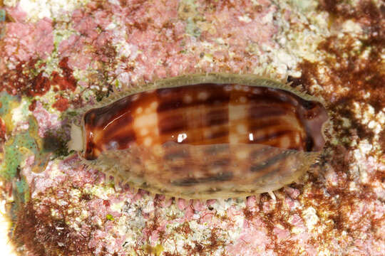 Image of measled cowrie