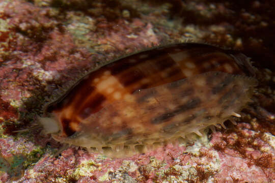 Image of measled cowrie