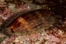 صورة Macrocypraea zebra (Linnaeus 1758)