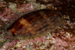 Image of measled cowrie