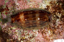 Image of measled cowrie