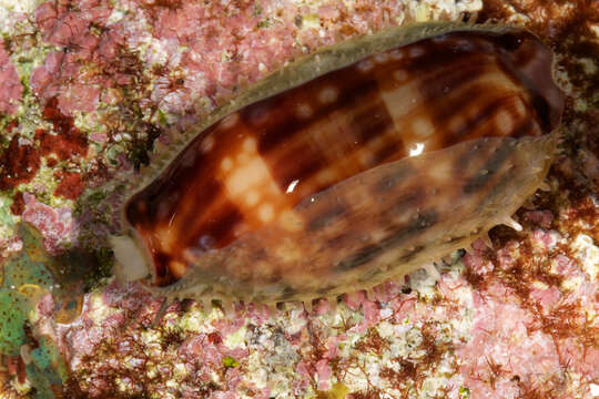 Image of measled cowrie