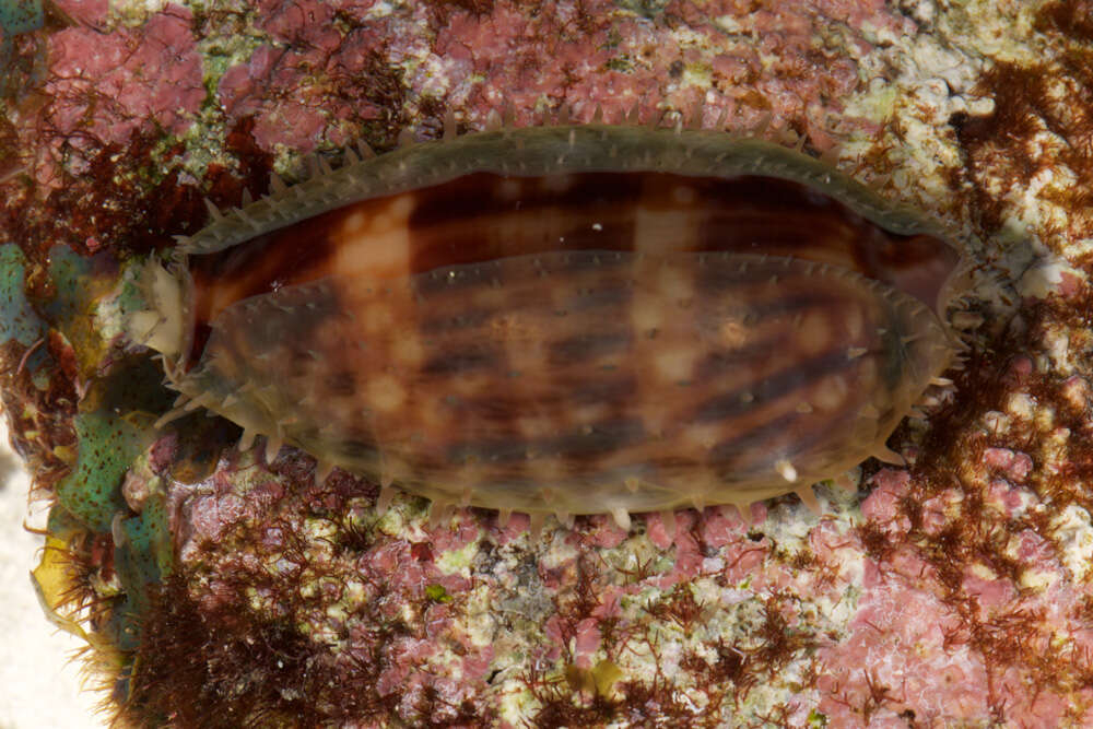 Image of measled cowrie