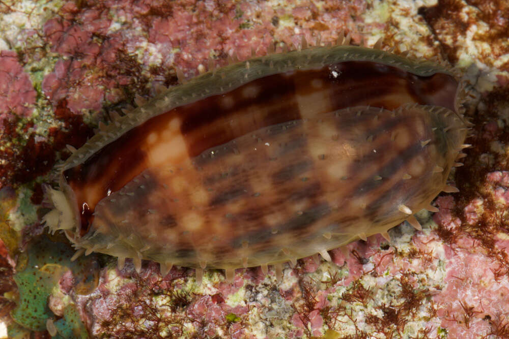 Image of measled cowrie