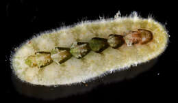 Image of <i>Acanthochitona balesae</i>