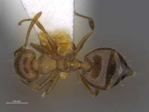 Image of Crematogaster browni Buren 1968