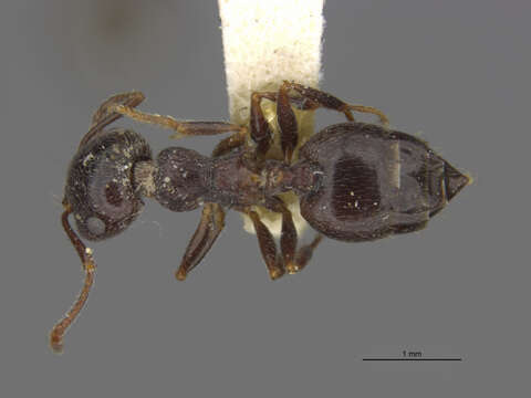 Image of Crematogaster mormonum Wheeler 1919