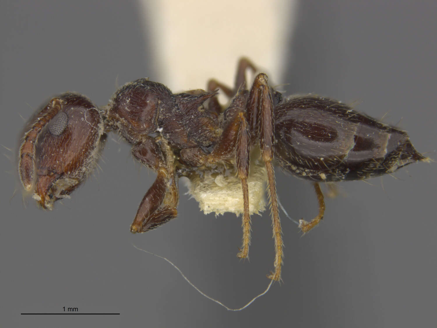 Image of Crematogaster mormonum Wheeler 1919