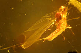 Image of Scales and Mealybugs