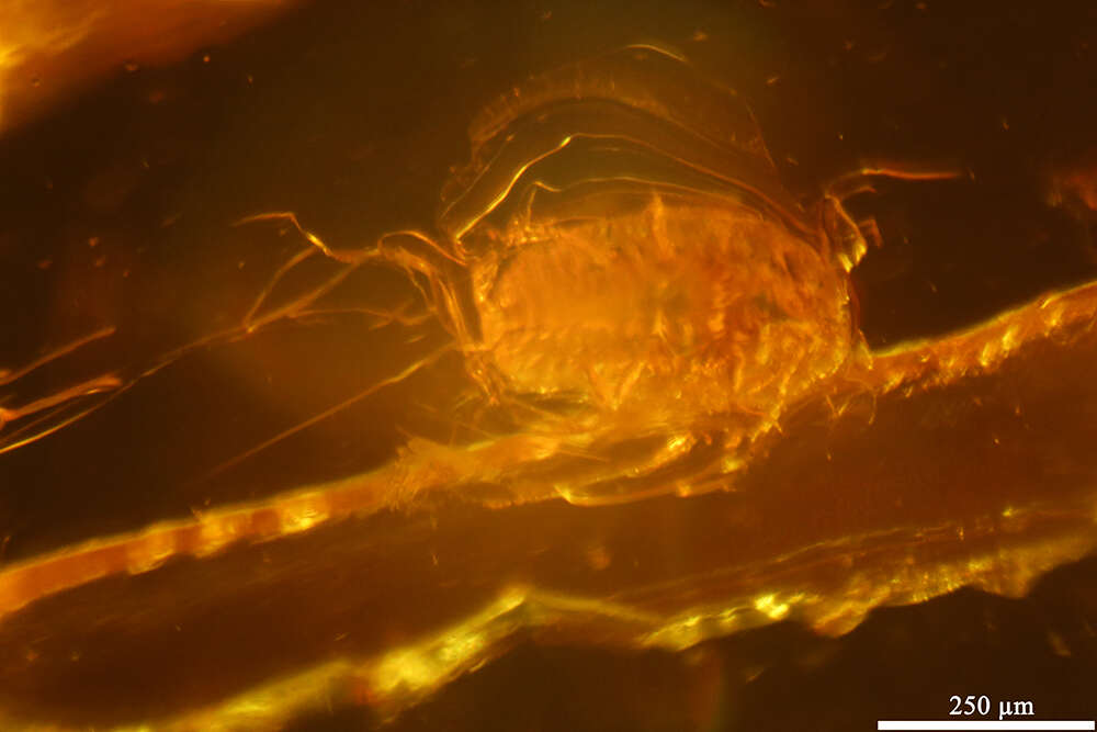 Image of Scales and Mealybugs