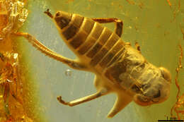 Image of leafhoppers