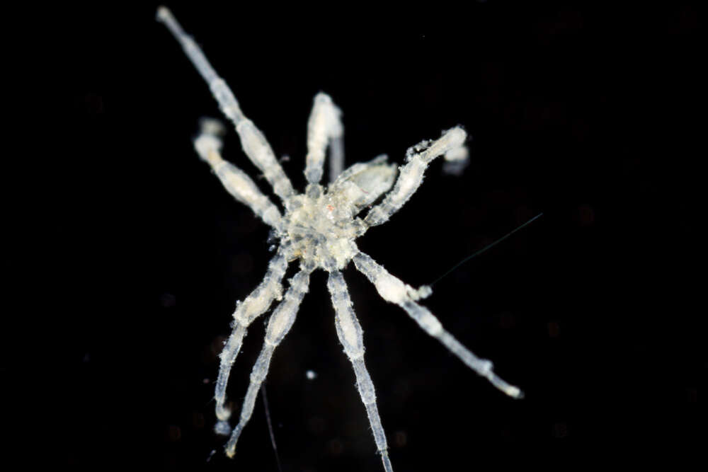 Image of sea spiders