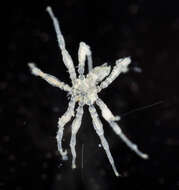 Image of sea spiders