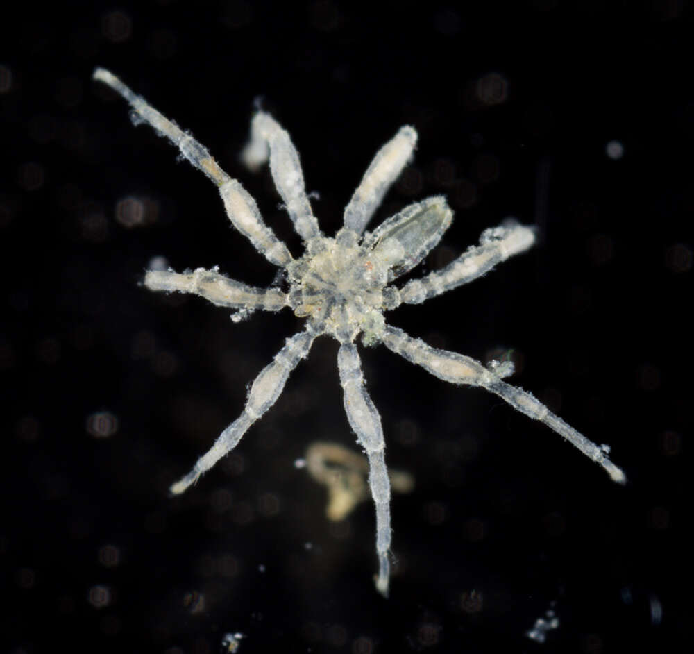 Image of sea spiders