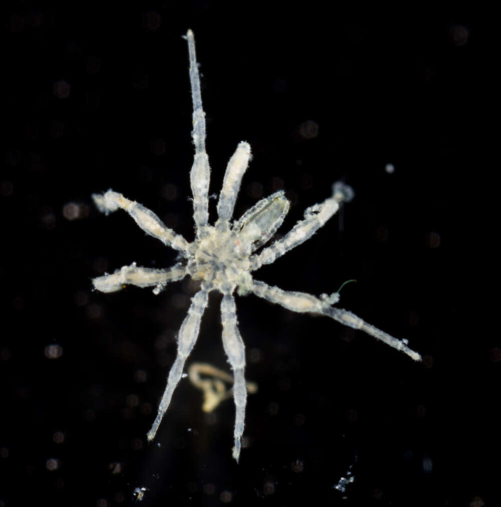 Image of sea spiders