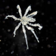 Image of sea spiders