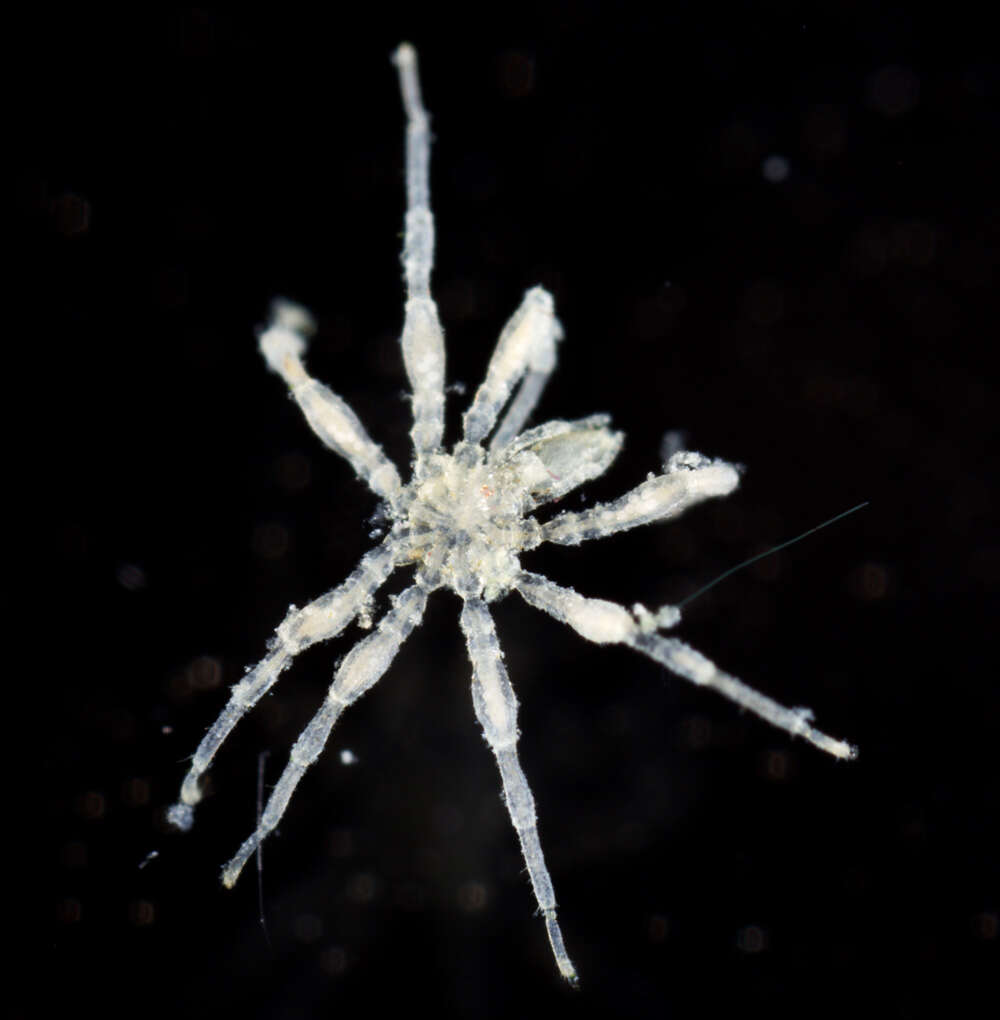 Image of sea spiders