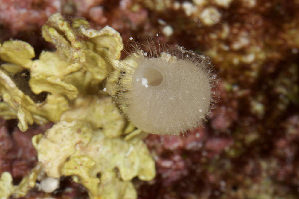 Image of calcareous sponges 