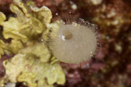 Image of calcareous sponges 