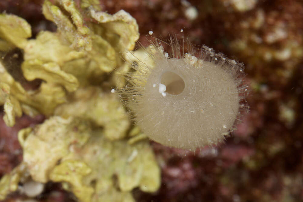 how do calcareous sponges move?