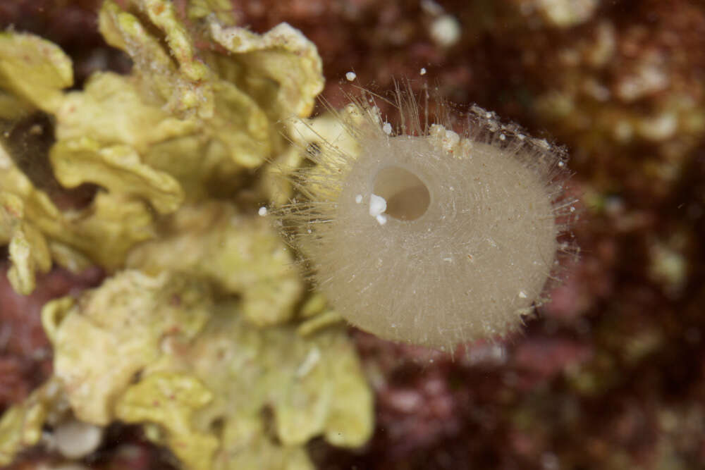 Image of calcareous sponges 