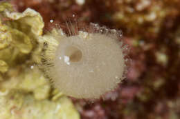 Image of calcareous sponges 