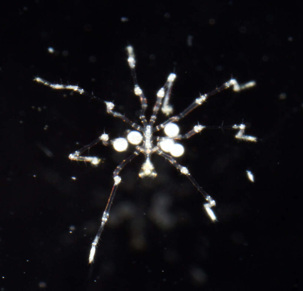 Image of sea spiders