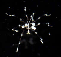 Image of sea spiders