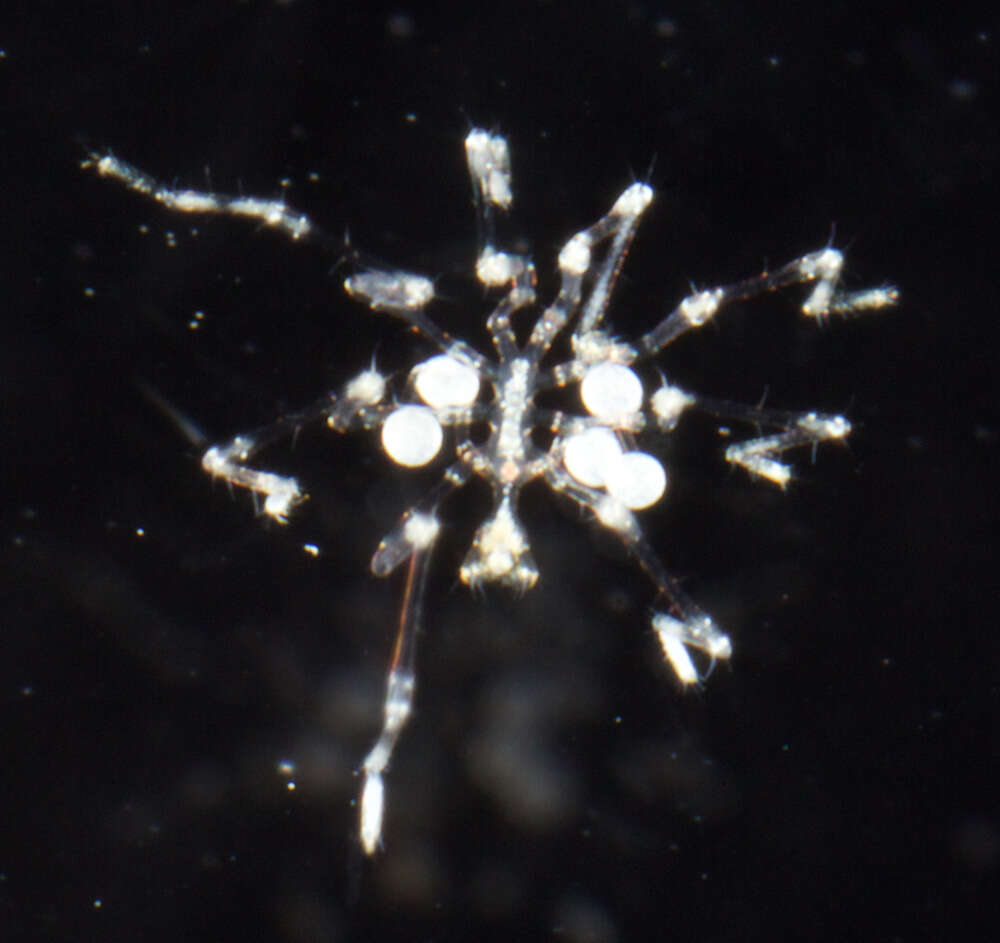 Image of sea spiders