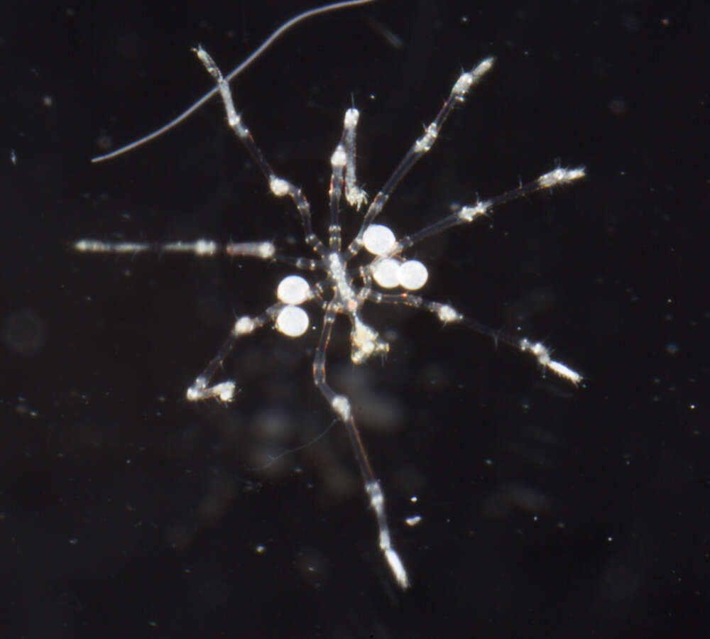 Image of sea spiders