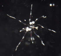 Image of sea spiders