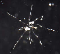 Image of sea spiders