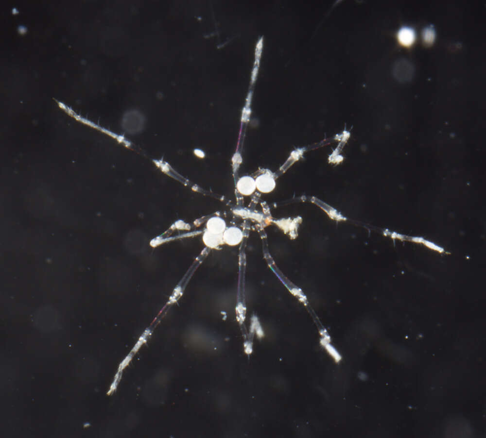 Image of sea spiders