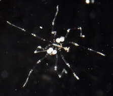 Image of sea spiders