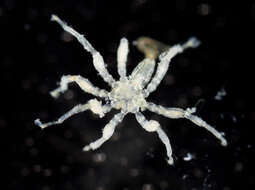 Image of sea spiders