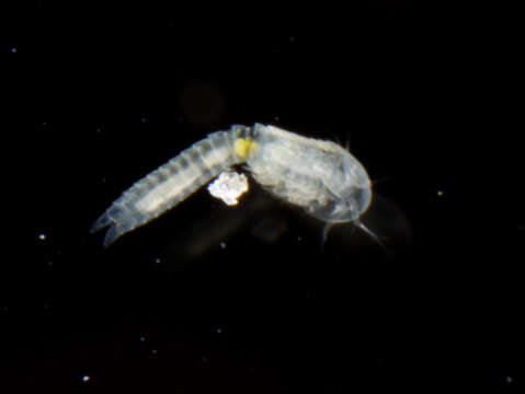 Image of Lightiella incisa Gooding 1963