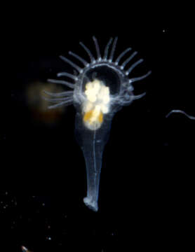Image of goblet worms