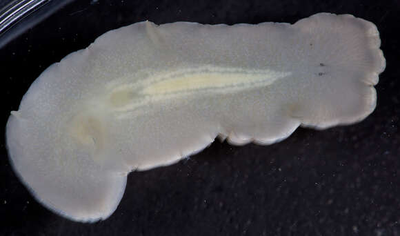 Image of Polycladida