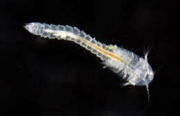 Image of horseshoe shrimps