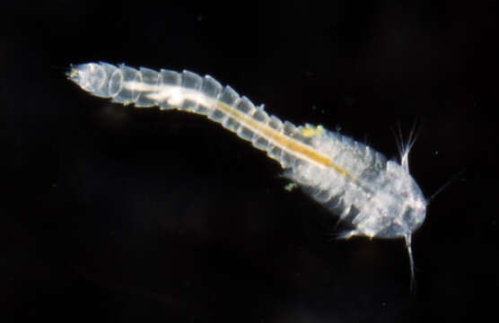 Image of Lightiella incisa Gooding 1963