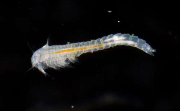 Image of Lightiella incisa Gooding 1963