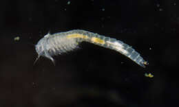 Image of horseshoe shrimps