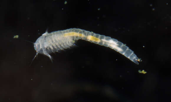 Image of Lightiella incisa Gooding 1963