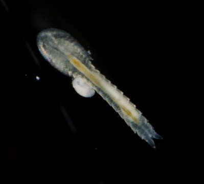 Image of Lightiella incisa Gooding 1963