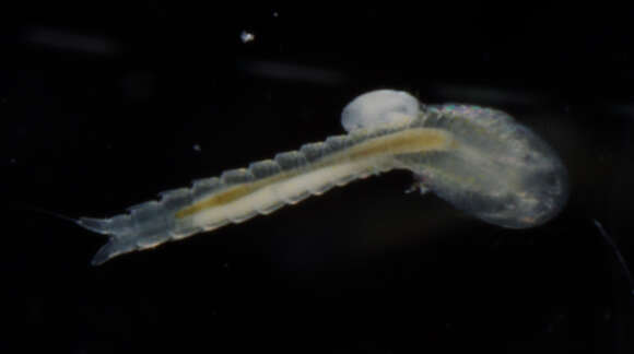 Image of Lightiella incisa Gooding 1963