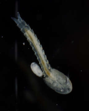 Image of Lightiella incisa Gooding 1963